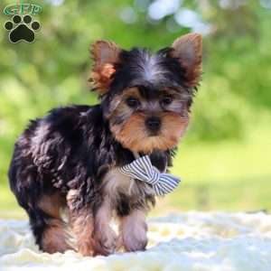 Bolt, Yorkie Puppy